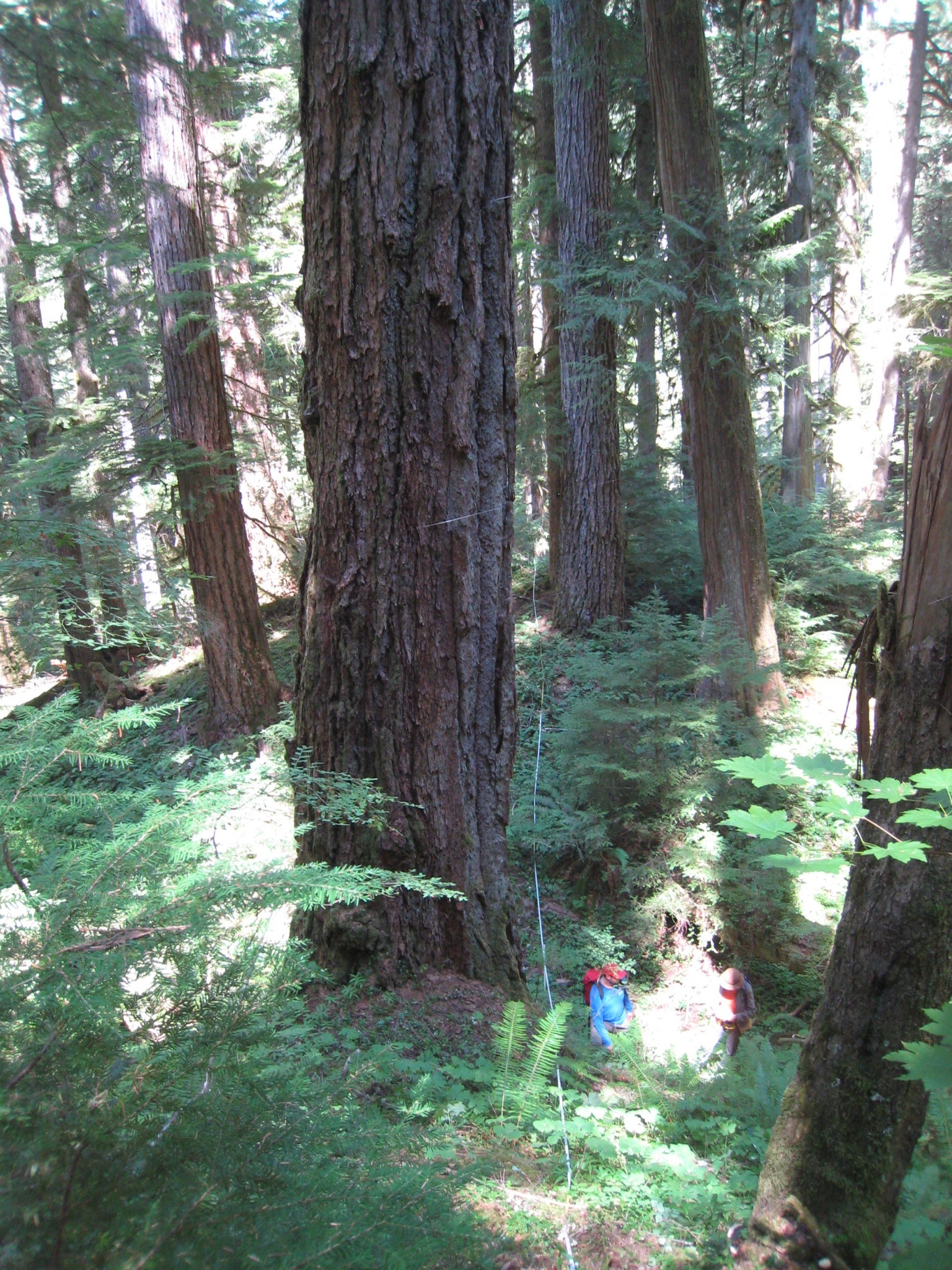 Forest MacroSystems network overview