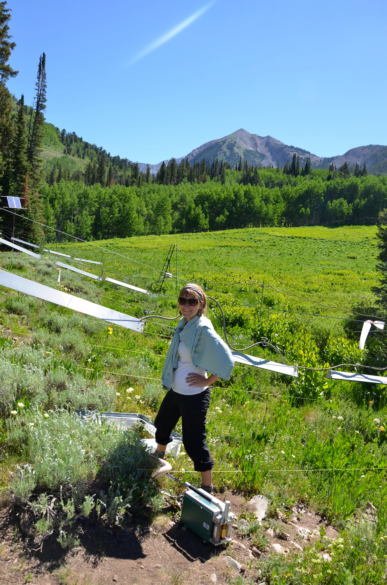 Alpine meadow at Rocky Mountain Biological Laboratory
