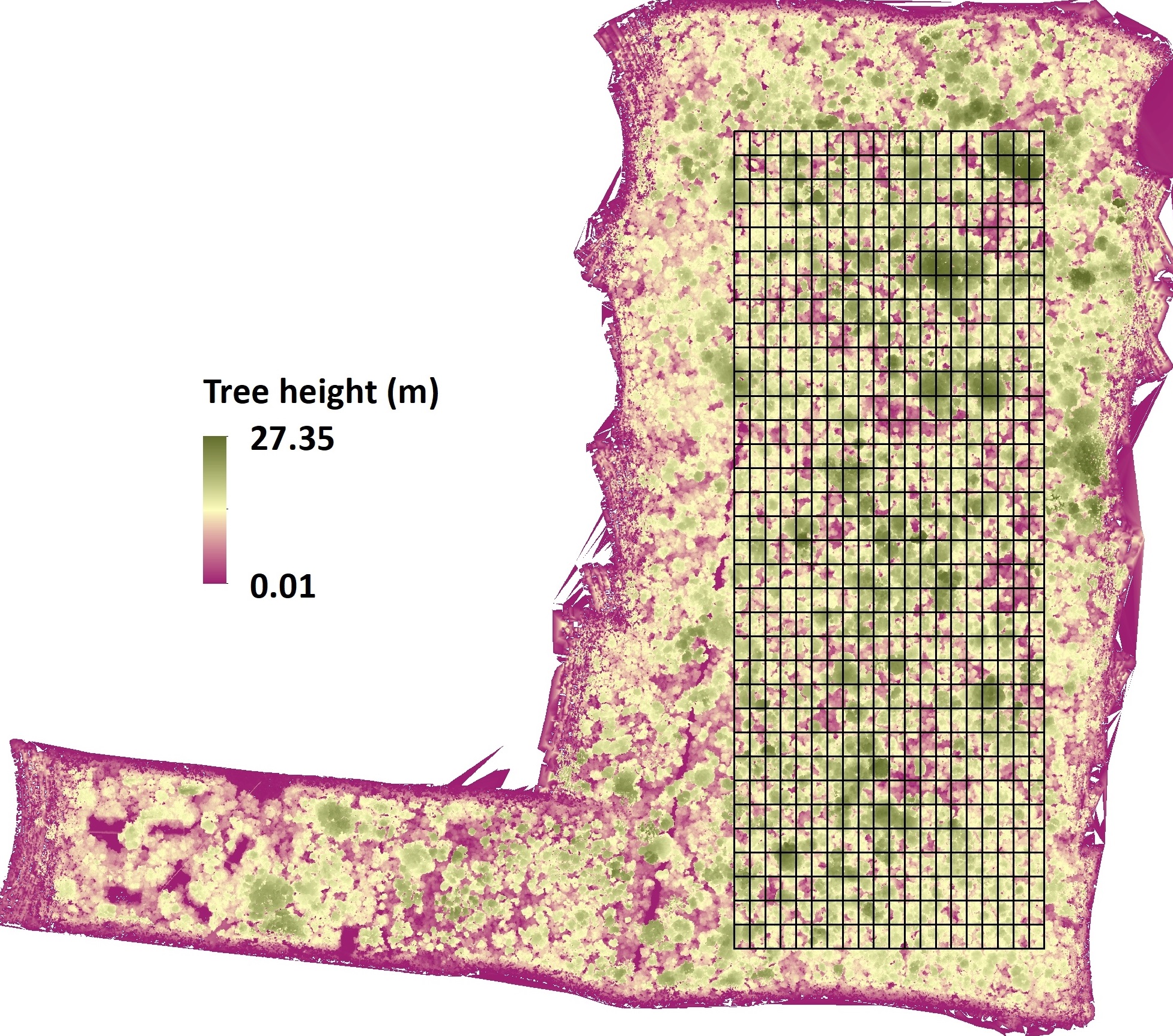 LiDAR coverage map of the San Emilio Forest Dynamics Plot
