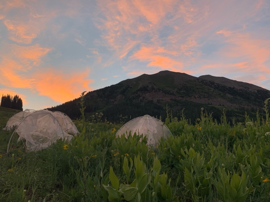 RMBL transplant experiment field plot, Washington Gulch