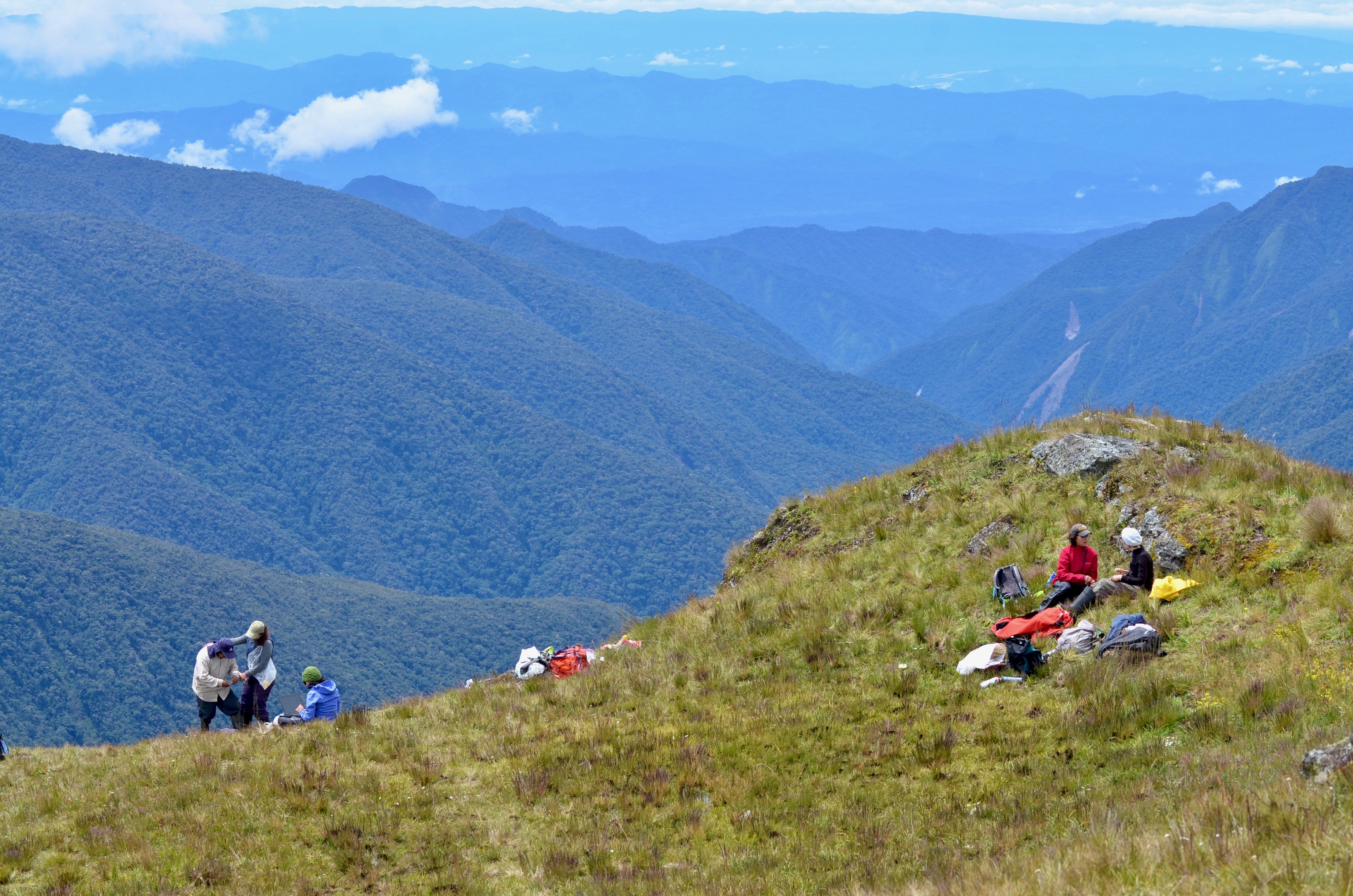 Researchers measuring trees along an Andean elevational transect