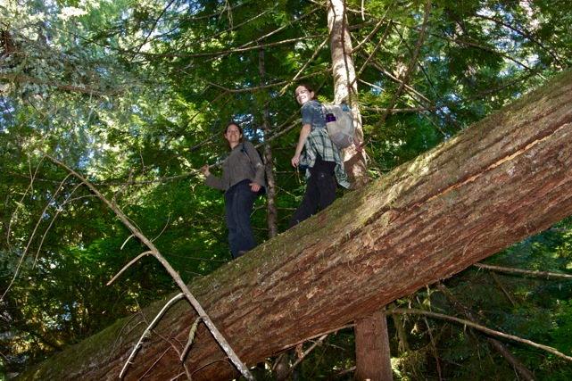 Researchers at a Forest MacroSystems Network temperate forest monitoring site