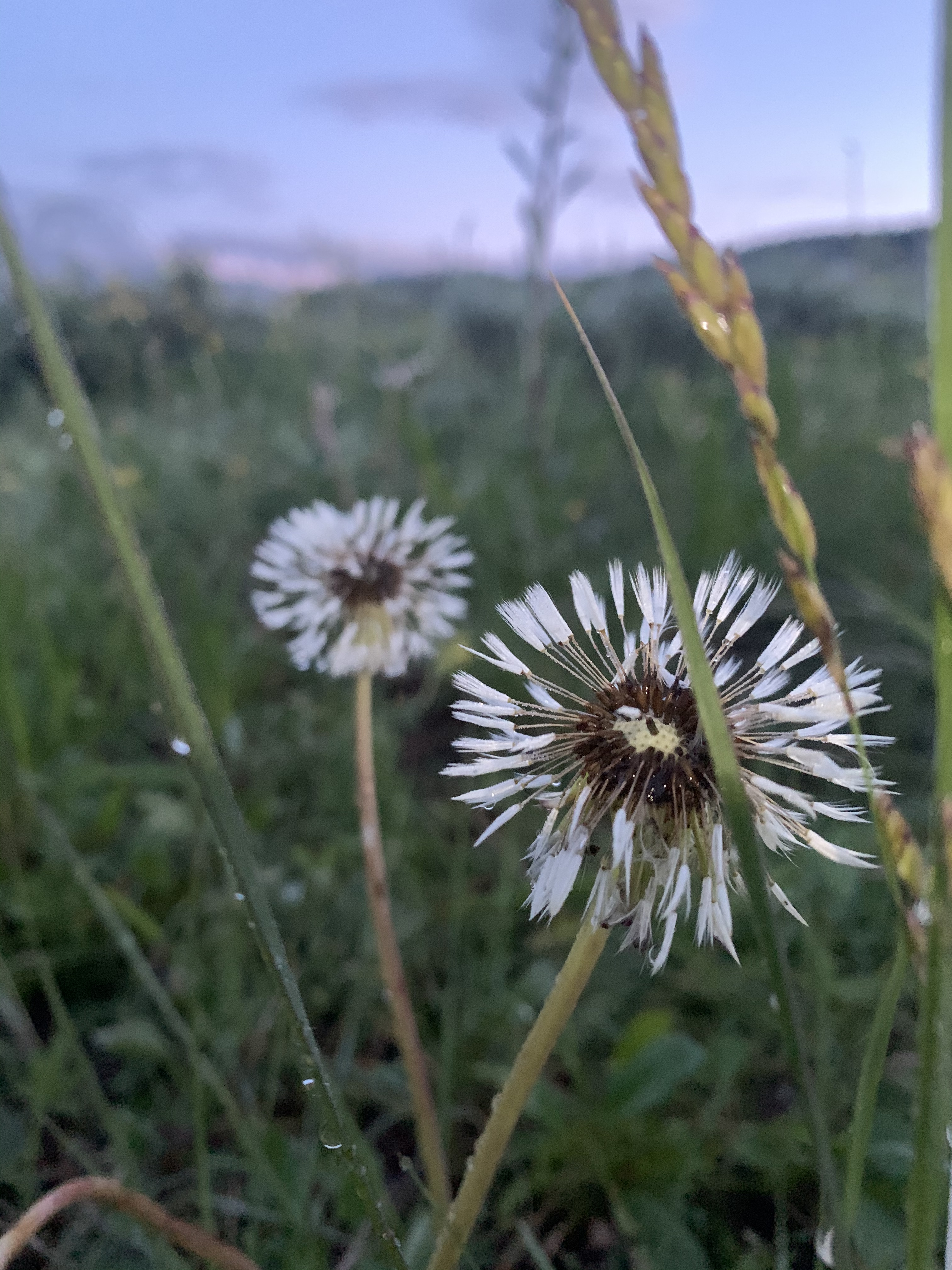 RMBL transplant project meadow block experiment in Washington Gulch, Colorado